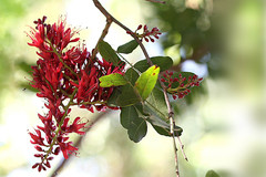 Schotia brachypetala